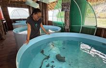 Mengembalikan Hiu Zebra ke Rumahnya: Kisah Konservasi Hiu Zebra Raja Ampat