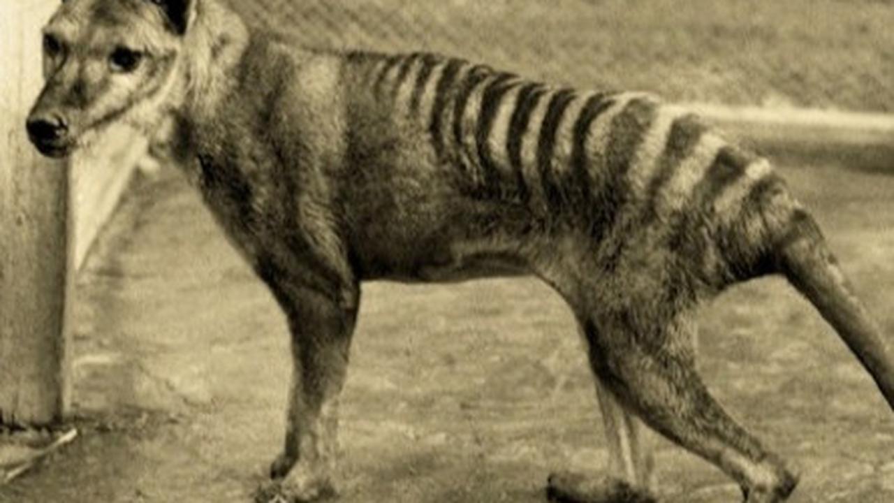 Harimau Tasmania 4