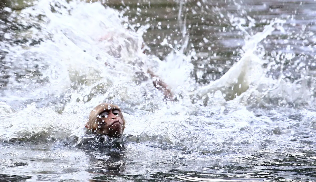Seekor monyet berenang di sebuah kolam selama hari musim panas di Allahabad, di Uttar Pradesh, India, Rabu (26/5/2020). Pada Senin (24/5), panas terik mencengkeram Uttar Pradesh dan Allahabad adalah tempat terpanas di negara bagian itu dengan suhu 46,3 derajat Celcius. (SANJAY KANOJIA/AFP)