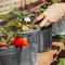 Cara Merawat Tanaman Strawberry agar Subur dan Cepat Berbuah