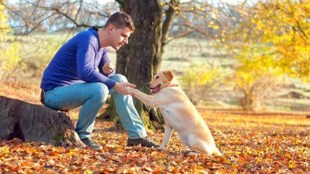 Sejarah anjing mulai jadi sahabat manusia