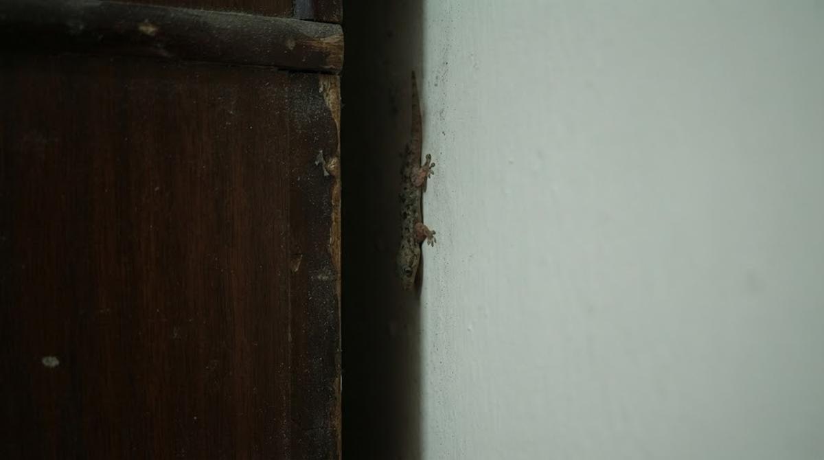 Tempat di Rumah yang Sering Menjadi Persembunyian Cicak