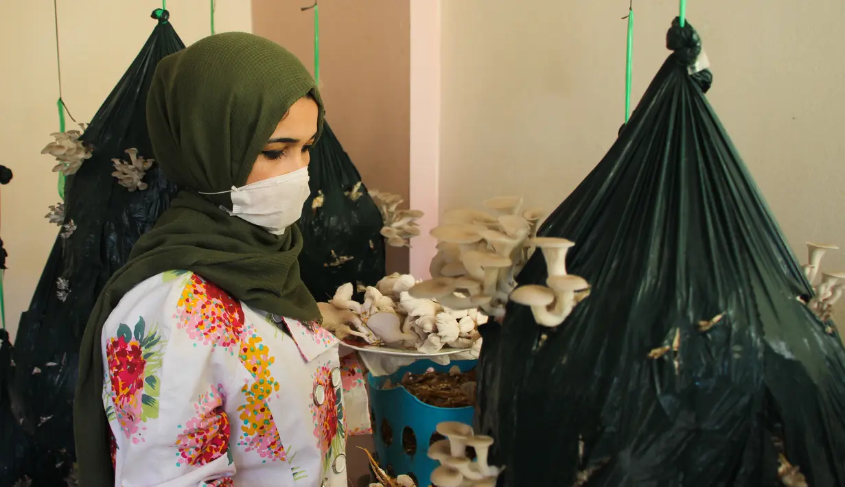 Alaa al-Masry memeriksa jamur tiram di kediamannya di Gaza City, Palestina, Minggu (8/3/2020). Alaa al-Masry melakukan budi daya jamur tiram organik di sebuah kebun kecil yang dia bangun di rumahnya. (Xinhua/Rizek Abdeljawad)
