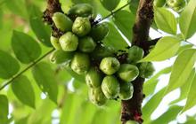 Cara Turunkan Kolesterol dengan Belimbing Wuluh, Ketahui Cara Konsumsinya yang Benar untuk Memperoleh Manfaatnya
