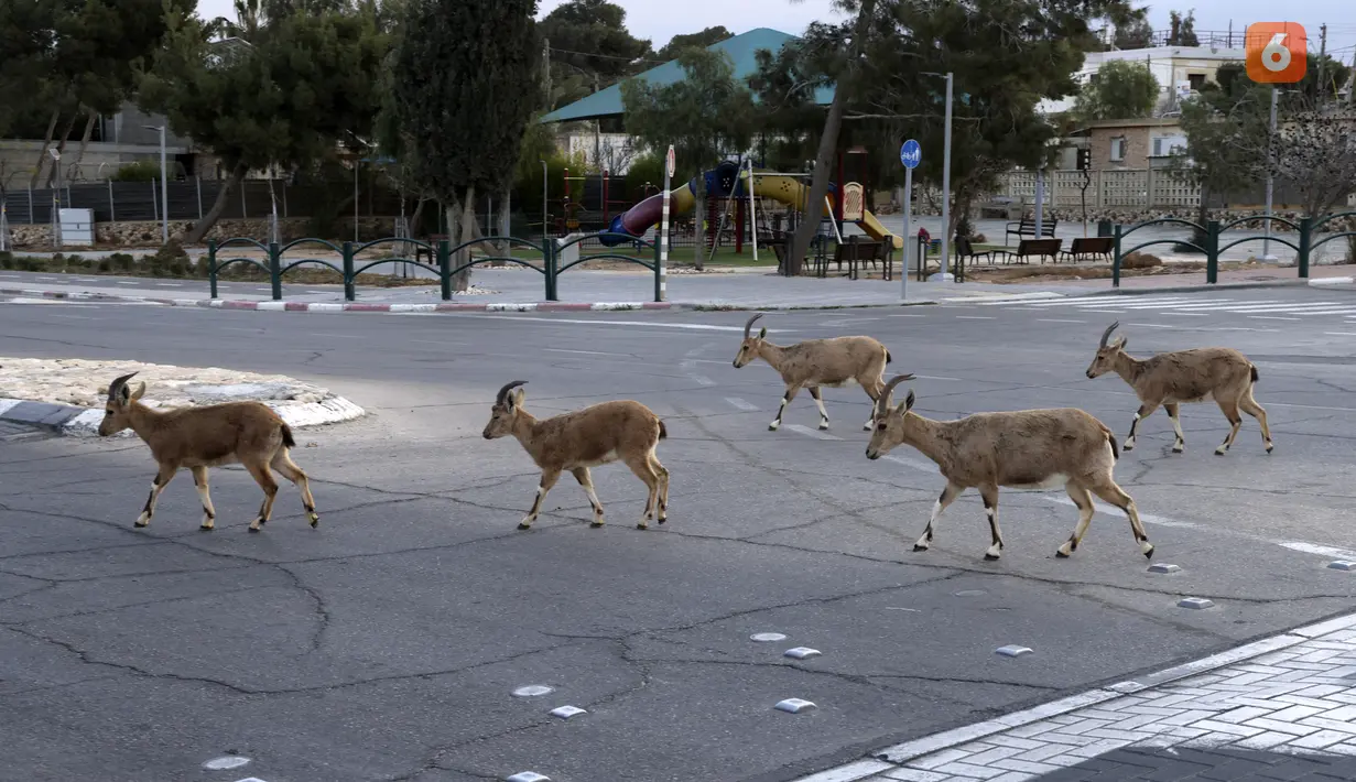 Nubian ibexes, sejenis kambing gurun, berkeliaran di jalanan selama ockdown di Kota Mitzpe Ramon, Israel (4/2/2021). Israel lagi-lagi menerapkan lockdown ketika lonjakan kasus baru virus corona Covid-19 kembali terjadi. (AFP/ Menahem Kahana)