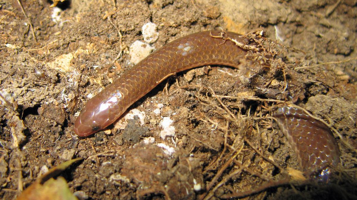 Cara Bedakan Anakan Ular dan Cacing di Pot Agar Tak Salah Penanganan, Cepat dan Akurat