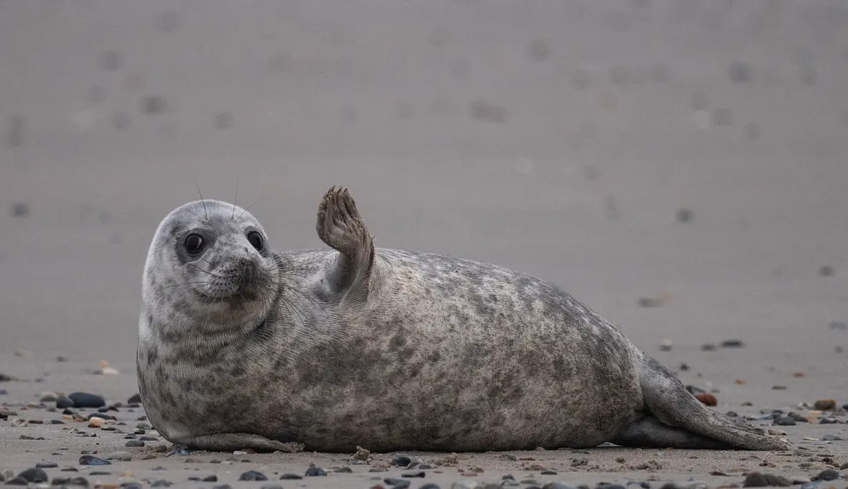 Seekor anjing laut abu-abu beraktivitas di pantai Pulau Helgoland, Jerman, 5 Januari 2020. Memasuki bulan November hingga Januari, ratusan anjing laut abu-abu menggunakan Pulau Helgoland untuk melahirkan anak-anak mereka. (John MACDOUGALL/AFP)