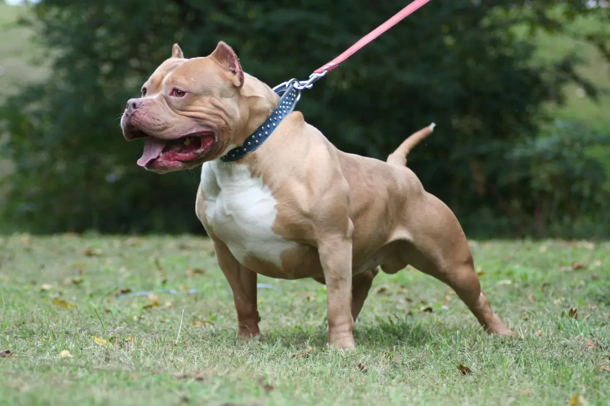 [Bintang] Diduga Lapar, Ini Proses Penjinakkan Anjing Pitbull Pemakan Bocah