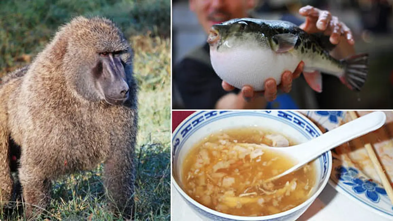 Foto dari berbagai sumber