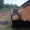 Petugas mengamankan kayu hasil pembalakan liar di kawasan Cagar Alam (CA) Napabalano, Kabupaten Muna, Provinsi Sulawesi Tenggara (Sultra), Sabtu (21/2/2026) (Istimewa)