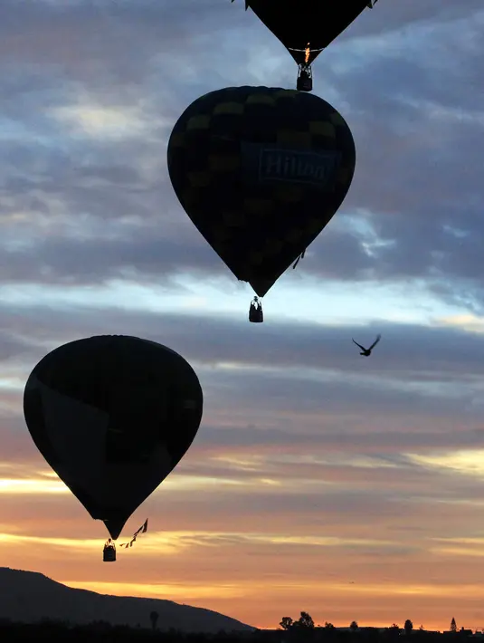 Seekor burung terbang dekat sejumlah balon udara yang melayang selama Festival Balon Internasional XVIII di Leon, Meksiko pada 18 November 2018. Sekitar 200 balon udara dari 23 negara terbang di atas bendungan Palote. (Photo by MARIO ARMAS / AFP)