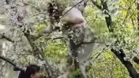 Pohon Sakura Roboh Setelah Dipanjat Turis demi Foto