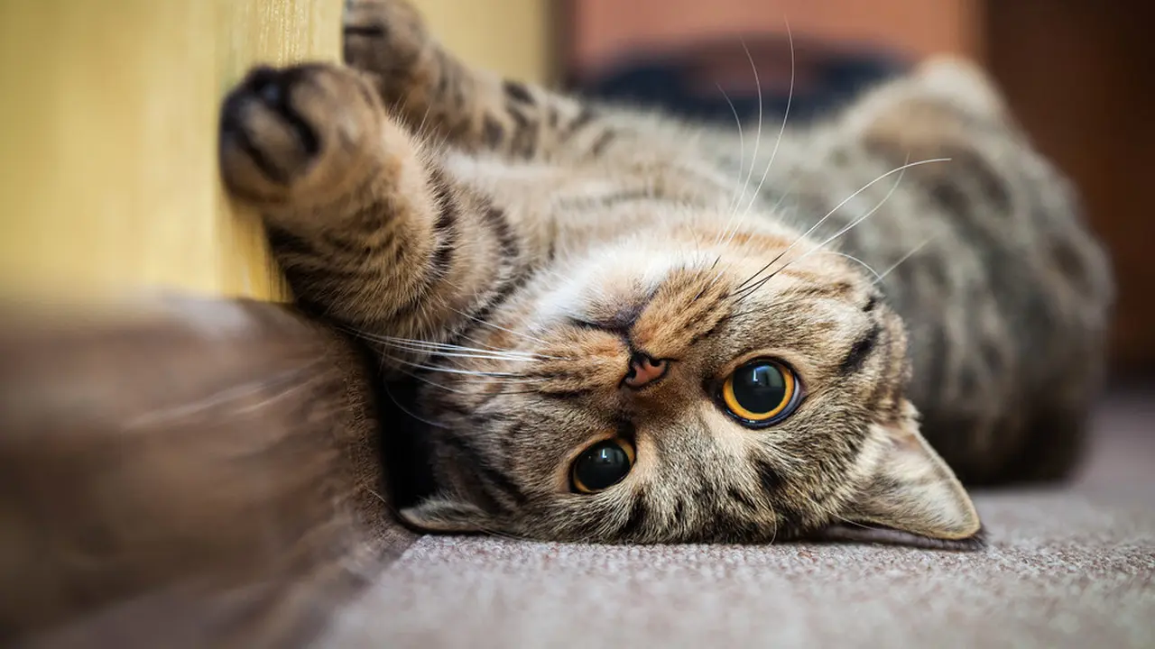 kucing bermain