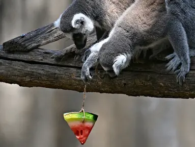 Seekor lemur memakan es buah untuk mendinginkan diri di Kebun Binatang Roma (Bioparco di Roma) saat suhu udara mencapai 40 derajat Celcius selama gelombang panas, di Roma, Italia pada 19 Juli 2023. (Andreas SOLARO / AFP)