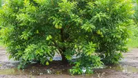 6 Pohon Buah yang Tahan Genangan Air, Cocok untuk Lahan Lembap dan Rawan Banjir