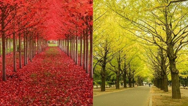 7 Pohon Dengan Daun Warna Warni Ini Layaknya Di Negeri Dongeng Hot Liputan6 Com