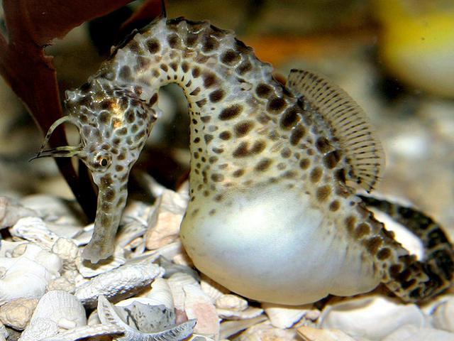 Tak Hanya Hamil Kuda Laut Jantan Juga Mirip Ibu Manusia Global Liputan6 Com