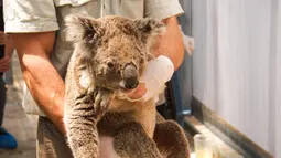 Anggota staf memindahkan koala yang diselamatkan di Kebun Binatang Taronga di Sydney (17/12/2019). Puluhan koala berhasil diselamatkan dari jalur kebakaran hutan hebat di dekat Sydney, Australia. Para penyelamat menyebut ahabitat mereka sebagian besar sudah habis dilalap api. (AFP/Taronga Zoo)