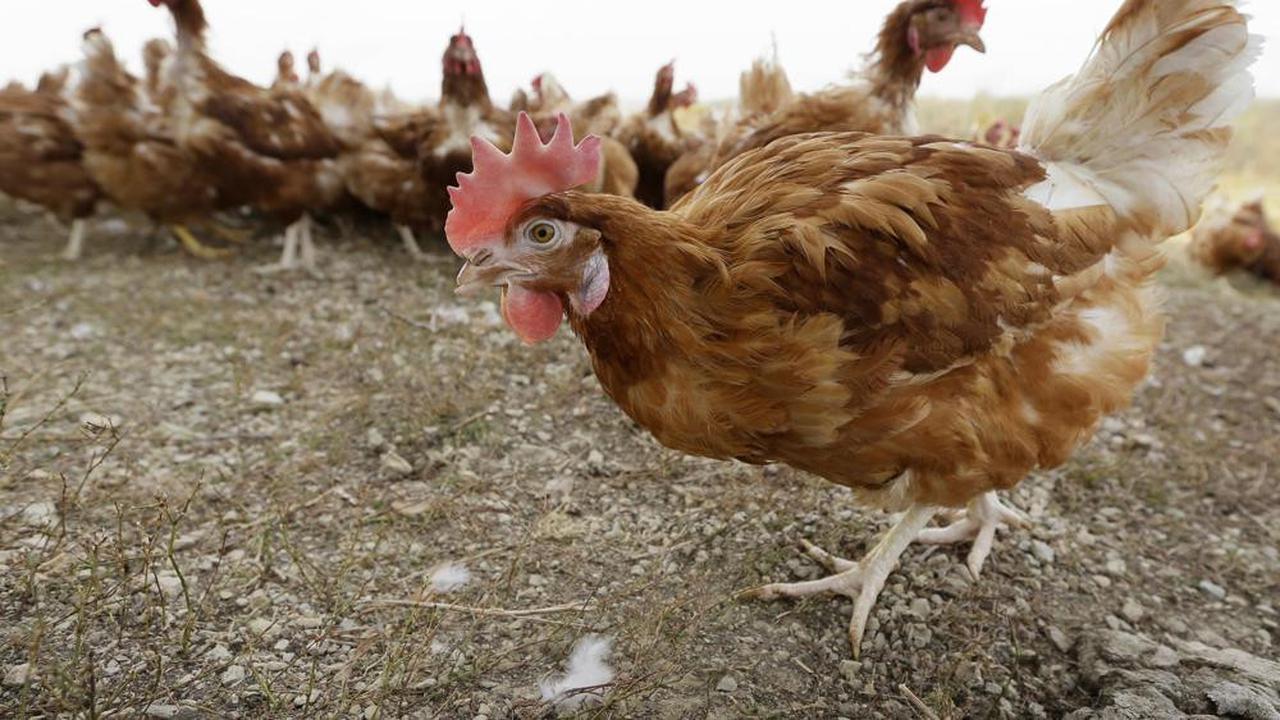 Flu burung di Nebraska tewaskan jutaan ayam ternak.