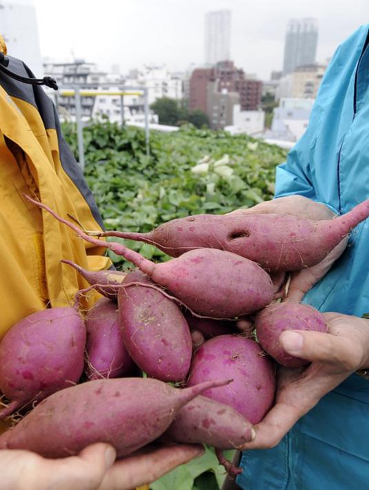 Ubi penuh dengan magnesium, zat besi dan vitamin C, yang menyediakan beberapa manfaat kesehatan. Superfood ini dikenal untuk menjaga kadar kolesterol dan bertindak sebagai alat detoksifikasi yang besar untuk hati Anda. (AFP PHOTO/TOSHIFUMI KITAMURA)