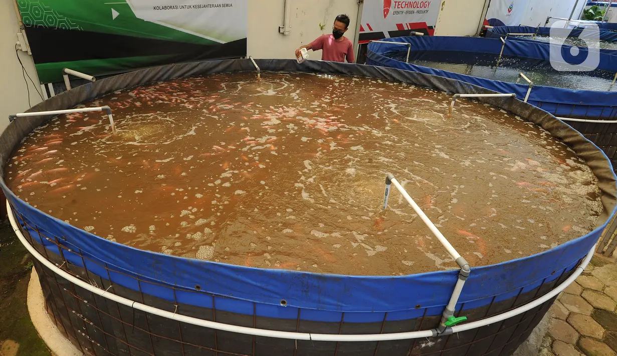 Petani memberi pakan pada ikan nila yang dibudidayakan dengan sistem bioflok di Rumah Al-Balat, Bojongsari, Depok, Kamis (18/2/2021). Dua bulan terakhir petani  ikan nila bioflok kembali menikatkan produksinya sebedar 1,2 ton/ bulan. (merdeka.com/Arie Basuki)