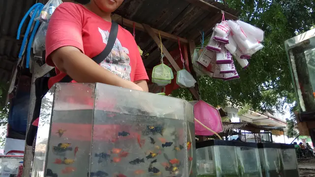 Liburan di Palembang, Jangan Lupa Mampir ke Kampung Ikan Hias