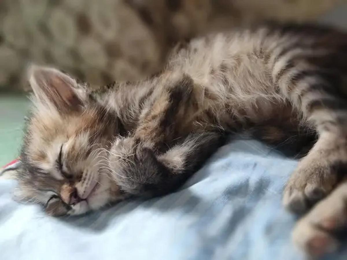 Panduan Memberi Makan Anak Kucing Sesuai Usia, Nutrisi Tepat untuk Si Anabul Kecil