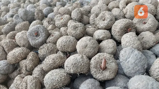 Porang hasil panen petani Banyuwangi (Hermawan Arifianto/Liputan6.com)