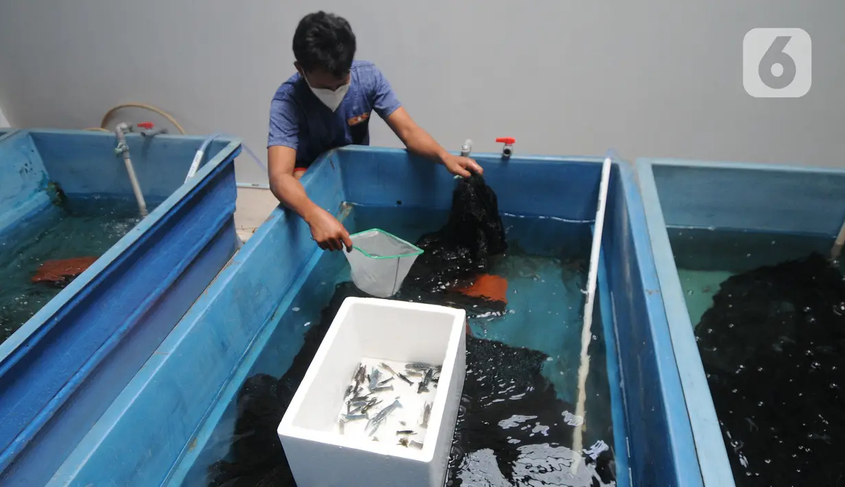 Petani menunjukkan lobster air tawa asal Australia di pembudidayaan BFC Mini Farm di Cipuatat, Banten, Rabu (6/10/2021). Di tengah pandemi, permintaan lobster air tawar untuk konsumi dalam negeri dengan harga antara Rp 150 ribu/kg hingga Rp 275 ribu/kg stabil. (merdeka.com/Arie Basuki)