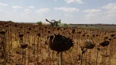 Ladang bunga matahari di Provinsi Edirne, Turki, 26 Agustus 2020. Sedat Kacar, petani Turki yang memiliki dua lading, menyatakan kesedihannya karena hasil panen diperkirakan akan menurun akibat cuaca ekstrem tahun ini, di saat perekonomian negara juga terpukul oleh pandemi. (Xinhua/Osman Orsal)