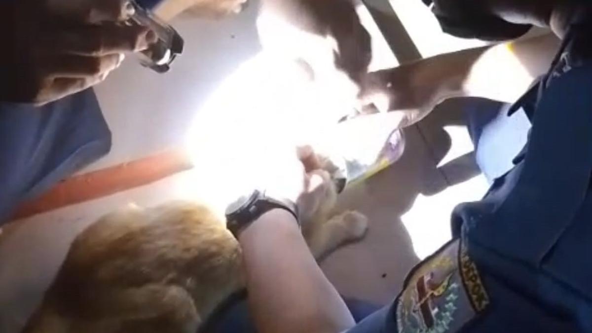 Cerita Petugas Damkar Lepaskan Kepala Kucing Nyangkut Kaleng Makanan
