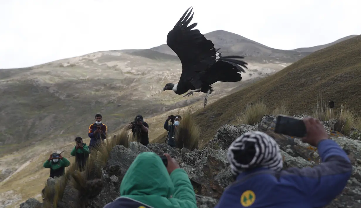 Jurnalis dan ilmuwan mengambil gambar saat burung kondor Andes dilepaskan ke alam liar oleh dokter hewan Bolivia, di pinggiran Choquekhota, Bolivia, Selasa (23/2/2021). Dua burung kondor Bolivia yang terancam punah dilepaskan setelah pulih akibat terjatuh pada Februari. (AP Photo/Juan Karita)