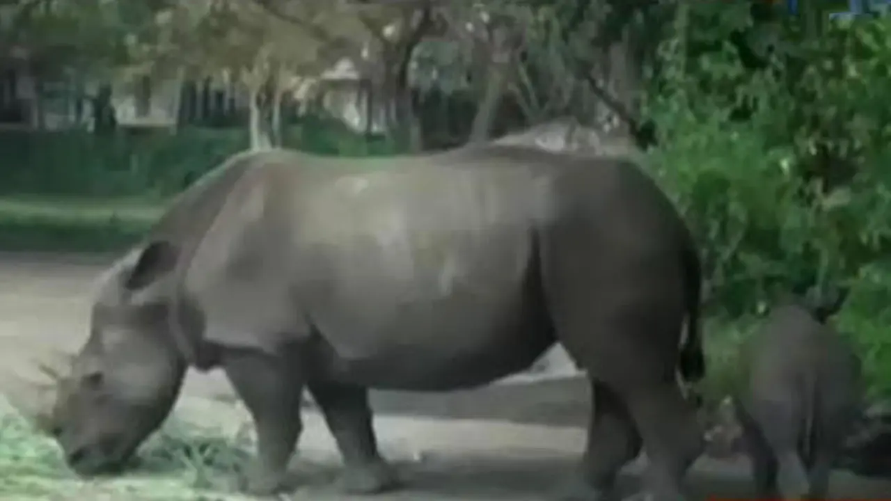 Eksekusi Puluhan Kios hingga Badak Putik Afrika Lahir di Bali