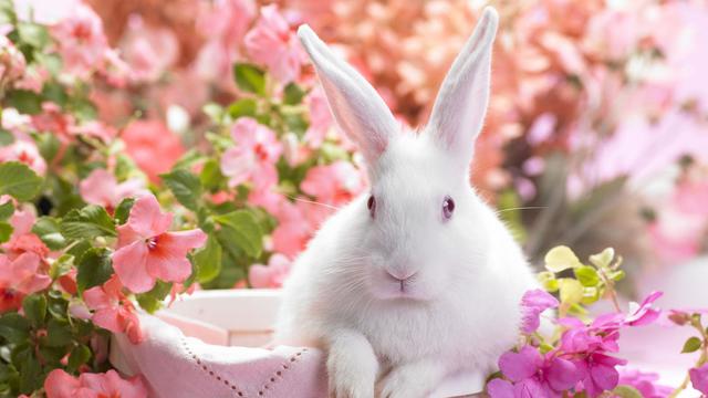 Rabbit Zodiac in Other Asian Cultures