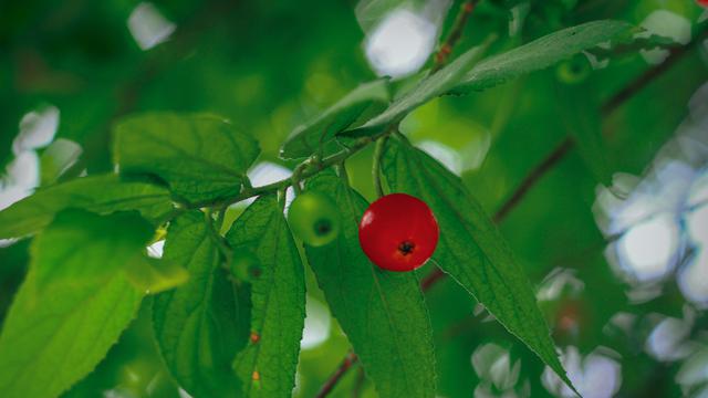 Ilustrasi daun kersen