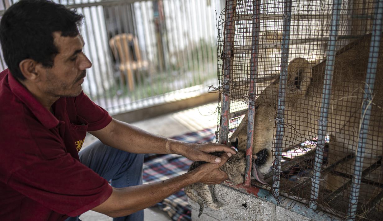 Seorang karyawan Palestina membantu seekor singa betina membersihkan anak singanya yang baru lahir di kebun binatang Nama di Kota Gaza, Sabtu, 13 Agustus 2022. Singa betina melahirkan tiga anaknya lima hari setelah Israel dan militan Palestina mengakhiri pertempuran sengit lintas perbatasan yang ditandai dengan gemuruh serangan udara Israel dan tembakan roket Palestina. (AP Photo/Fatima Shbair)