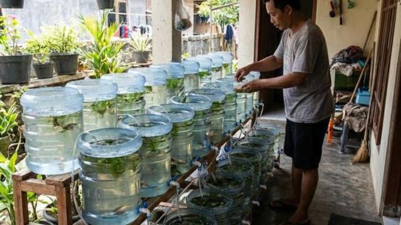 6 Jenis Ikan Kecil yang Bisa Diternak di Galon, Merawatnya Mudah Cocok untuk Usaha Rumahan