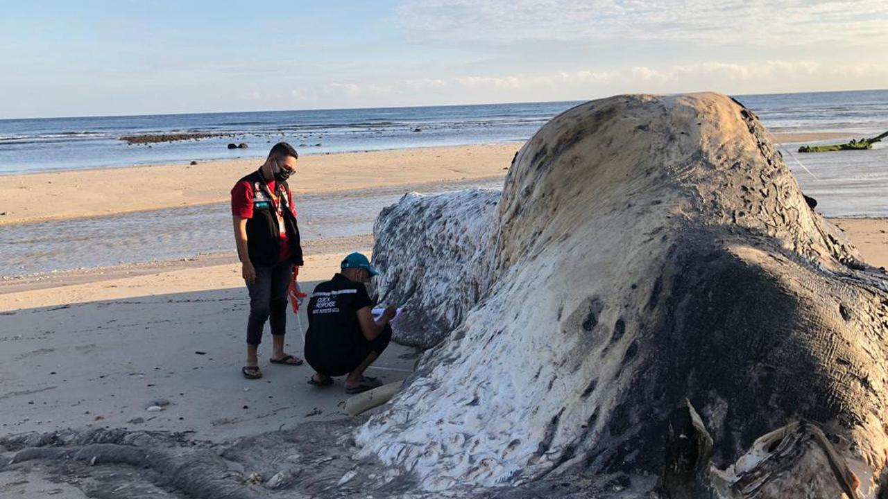 Seekor paus ditemukan dalam keadaan membusuk oleh warga Desa Ngadu Mbolu, Kecamatan Umbu Ratu Nggay, Kabupaten Sumba Tengah, NTT. (Foto Istimewah)