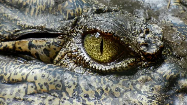 Ilustrasi buaya
