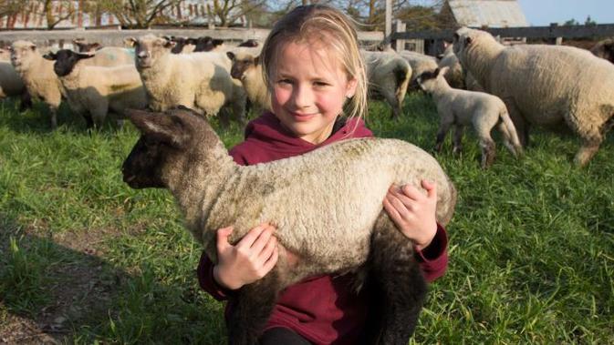 Emily Peternak Cilik Australia Yang Miliki 25 Ekor Domba Global Liputan6 Com