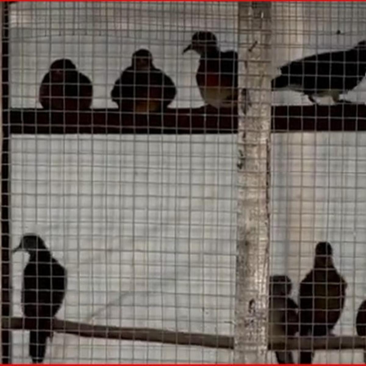 Pecinta burung perkutut di Boyolali