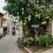 Rahasia Menumbuhkan Mangga Manis di Pekarangan Sempit, Ikuti 10 Langkah Ini