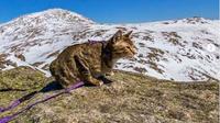 Kucing dan Pemiliknya Berhasil Mendaki Gunung Tertinggi di Amerika Serikat. (dok.Instagram @adventureswithflokicat/https://www.instagram.com/p/CMvVbsAs87r/Henry)