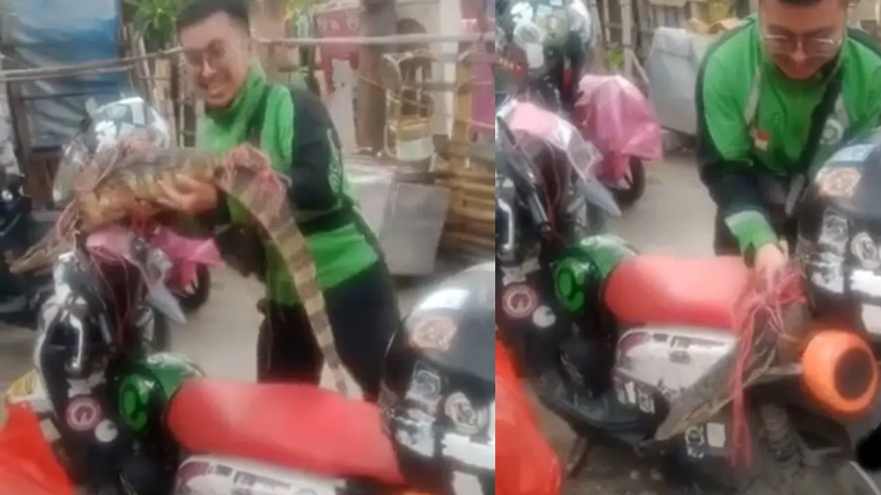 Driver ojol bawa biawak (TikTok/@superheru1)