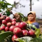 Petani Kopi.