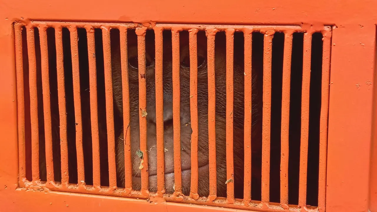 Orangutan Sumatera bernama Jodet