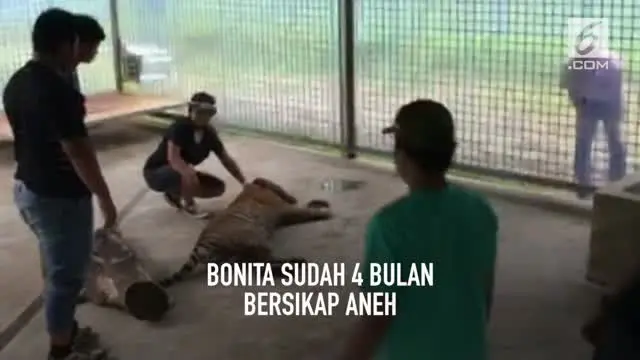 Harimau Bonita yang sempat menjadi viral karena meresahkan warga ternyata mengidap penyakit tumor yang muncul di perutnya.