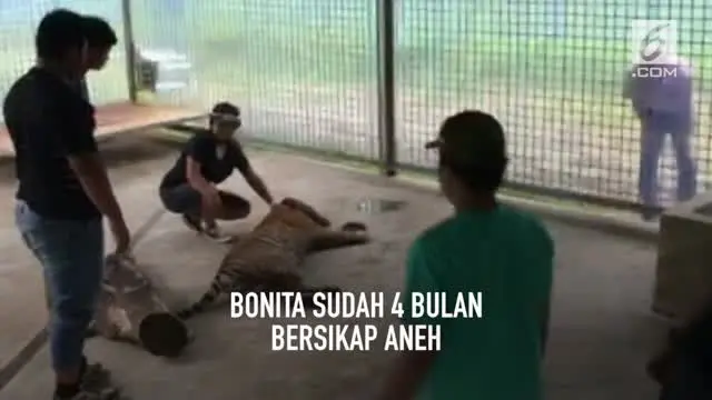 VIDEO: Ternyata Ada Tumor di Perut Harimau Bonita