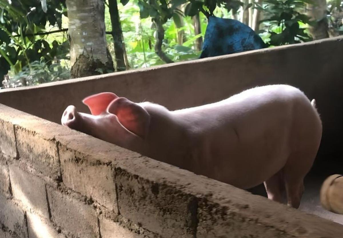 GUPBI Usul Manfaatkan Babi Tekan Sampah di Bali: Solusi Unik atau Tantangan Baru?