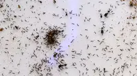 Semut memakan cacing di dalam formikarium di toko hewan peliharaan "Just Ants" di Singapura, 23 September 2020. Peternakan semut lebih umum di beberapa negara Barat, namun jarang terjadi di Singapura dan pengusaha bernama John Ye mencoba mengubah konotasi negatif terkait serangga (Roslan RAHMAN/AFP)